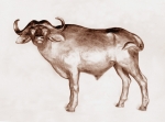Cape buffalo, ceramic, 25 cm, 1974