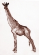 Žirafa, keramika, 1974, 31 cm
