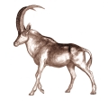 Sable antelope, terra-cotta, 27 cm, 1974