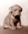 Boxer štěně, keramika, 1972, 17 cm