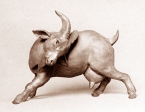 Cameroon Goat, terra-cotta, 17 cm, 1974