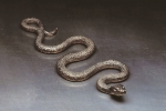 Grass snake, pewter, 18 cm, 1988